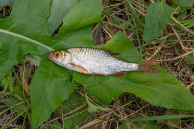Doğal zemin üzerine birkaç ortak rudd balık.