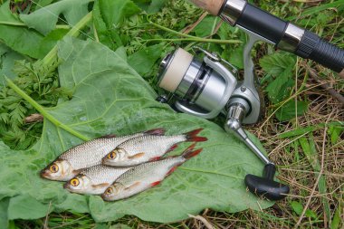 Doğal zemin üzerine birkaç ortak rudd balık. Freshwa yakalamak