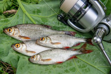 Doğal zemin üzerine birkaç ortak rudd balık. Freshwa yakalamak