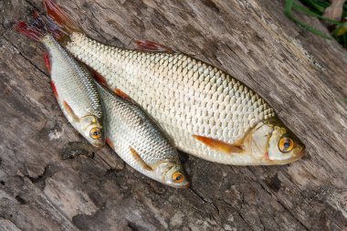 Doğal zemin üzerine birkaç ortak rudd balık.