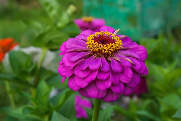 Flores de Zinnia sobre el fondo natural —  Fotos de Stock