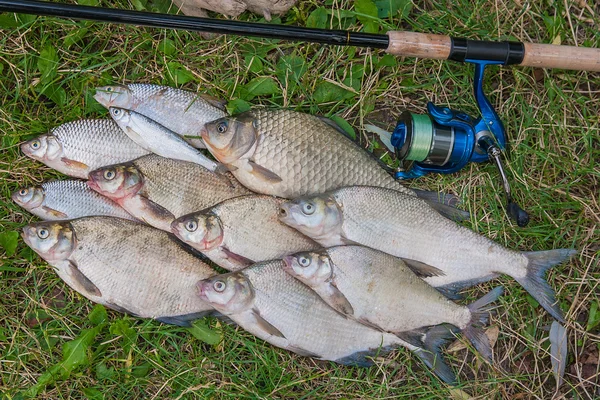 Birkaç ortak çipura balık, crucian balık, roach balık, kasvetli balık 