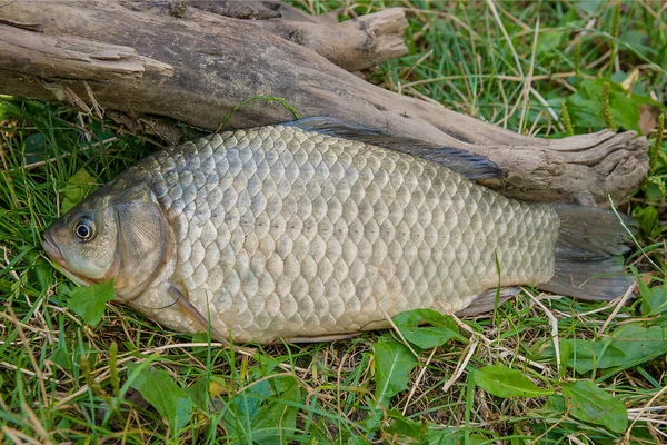 Eine Karausche auf grünem Gras. Fang von Süßwasserfischen auf nat — Stockfoto