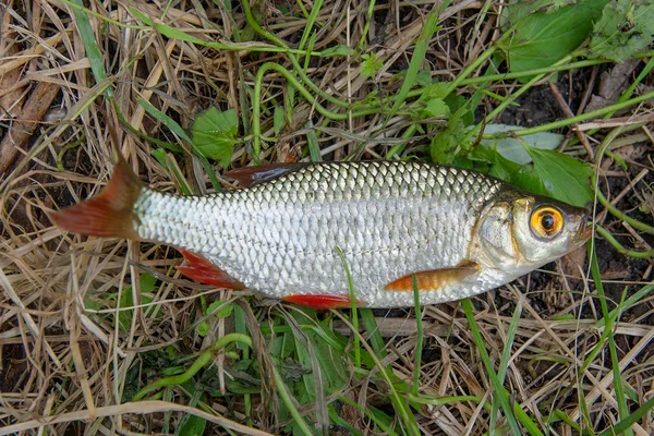 Egyetlen közös rudd hal a zöld fű. — Stock Fotó