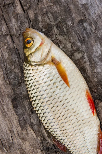 Single common rudd fish on natural background. — Stock Photo, Image