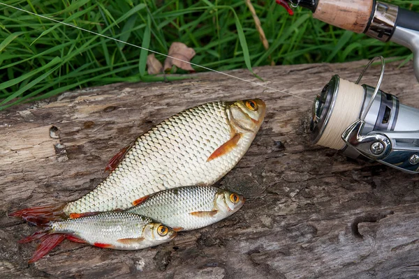Diversi pesci rossi comuni su sfondo naturale. Cattura di freshwa — Foto Stock