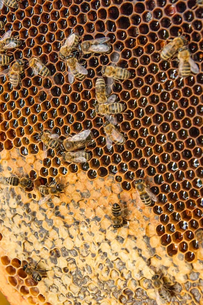 Vue des abeilles qui travaillent sur le nid d'abeille avec du miel doux . Images De Stock Libres De Droits