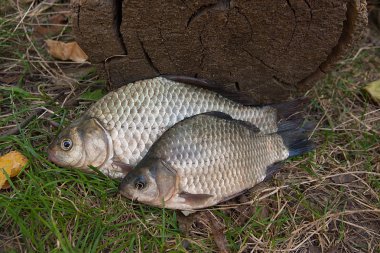 Çeşitli havuz balık veya Carassius yeşil çimenlerin üzerinde. Fres yakalamak