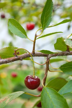 Kırmızı Kiraz dal hemen önce erken yaz aylarında hasat