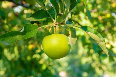 Bir dalı olmaya hazır üzerinde parlak lezzetli yeşil elma hasat ben