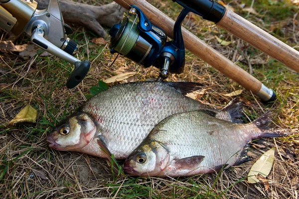 Varios peces besugo común en el fondo natural. Captura de fr — Foto de Stock