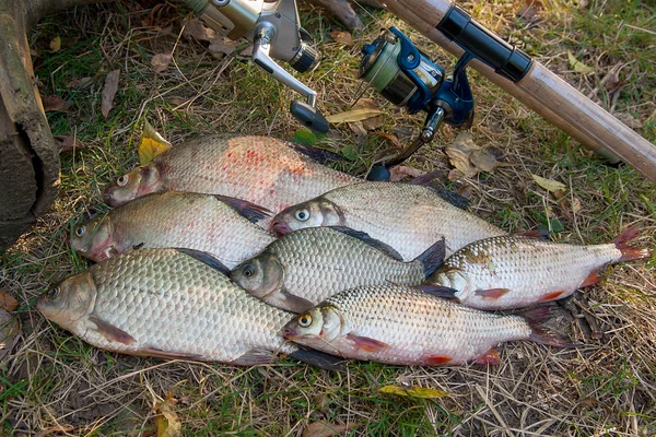 Högen av gemensamma braxen fisk, groplöja fisk eller Carassius, mört — Stockfoto