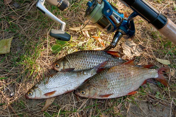 Several common roach fish on green grass. Catching freshwater fi — Stock Photo, Image