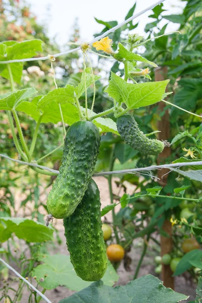 Bahçe organik çiftlik taze genç salatalık görünümünü kapat