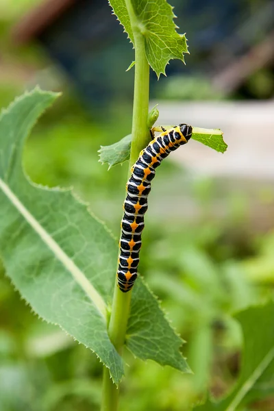 Bellissimo bruco nero e giallo striscia su un ramo verde . — Foto Stock