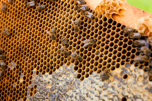 甘い蜂蜜と黄色のハニカムの働き蜂. — ストック写真