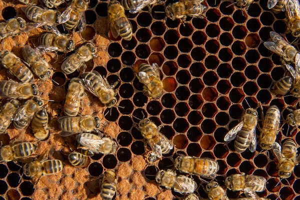 Busy bees inside hive with sealed cells for their young. — Stock Photo, Image