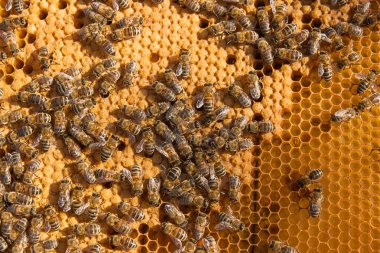 Meşgul arılar yavruları için mühürlü hücrelerle kovan içinde.