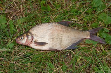 Yeşil çimenlerin üzerinde birkaç ortak çipura balık. Tatlı su fi yakalamak