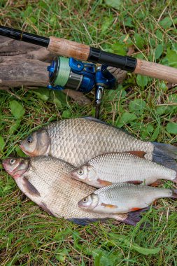 Birkaç ortak çipura balık, crucian balık veya Carassius, roach balık