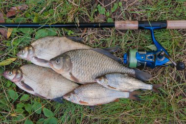 Birkaç ortak çipura balık, crucian balık veya Carassius ve roach f