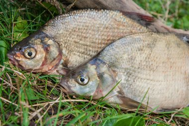 Yeşil çimenlerin üzerinde iki ortak çipura balık görünümü kapatın. Alıcı 