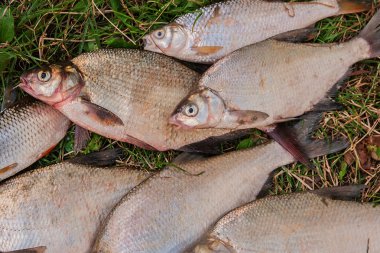 Yığın ortak çipura balık, crucian balık, roach balık, kasvetli f