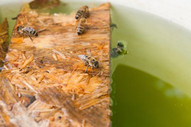 Arılar içme suyu yaz, ahşap tahta üzerinde.