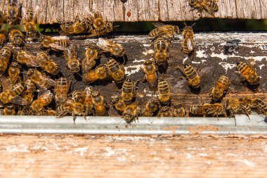 Arı, arı kovanı, arı kovanı girişinde bir sürü.