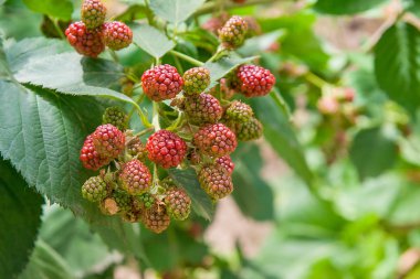 Blackberry bir demet görünümü kapatın. Blackber olgunlaşma