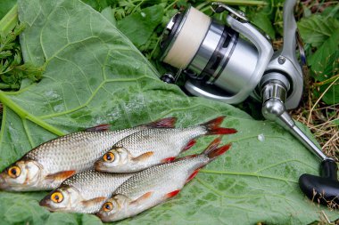 Doğal zemin üzerine birkaç ortak rudd balık. Freshwa yakalamak