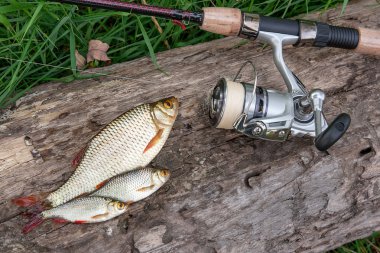 Doğal zemin üzerine birkaç ortak rudd balık. Freshwa yakalamak