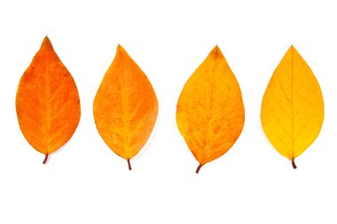 Beyaz arka plan üzerinde izole farklı sonbahar yaprak yakışmak. 