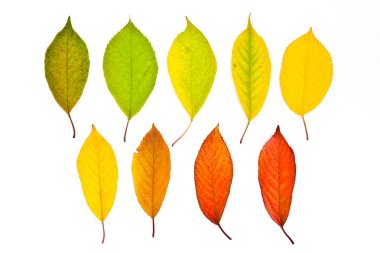 Koleksiyon üzerinde beyaz izole kiraz ağacının yaprak. İle 