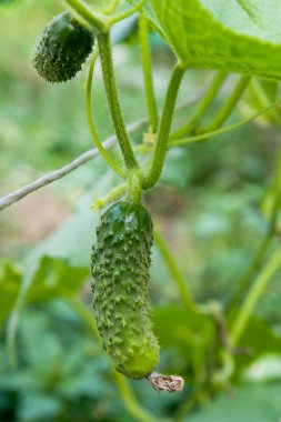 Bahçe organik çiftlik taze genç salatalık görünümünü kapat