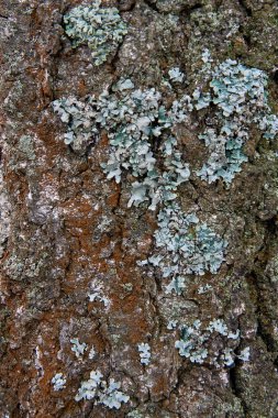 Arka plan doku olarak kabuk Moss ve mantar ile