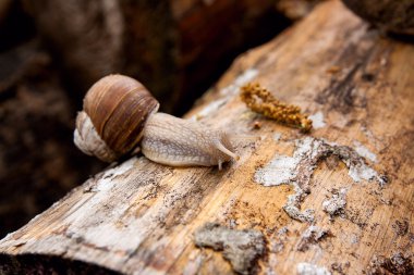 Helix pomatia, ortak adları bordo salyangoz, Roma salyangoz, EDI