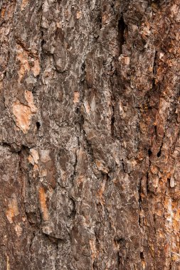 Kabuk dokusu arkaplan deseni tasarım için eski kahverengi çatlak