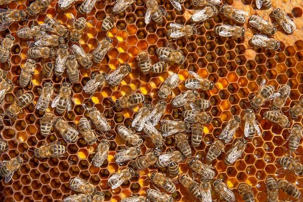 A dolgozó méhek és a begyűjtött pollen közelről a ho — Stock Fotó