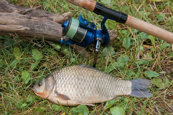 Bir havuz balık veya Carassius yeşil çimenlerin üzerinde. Freshwate yakalamak