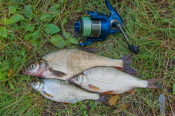 Pez besugo común y dos peces cucaracha en el fondo natural . — Foto de Stock
