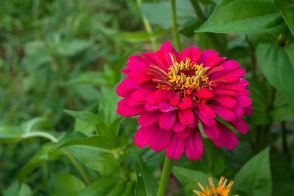 doğal zemin üzerine Zinnia çiçekler
