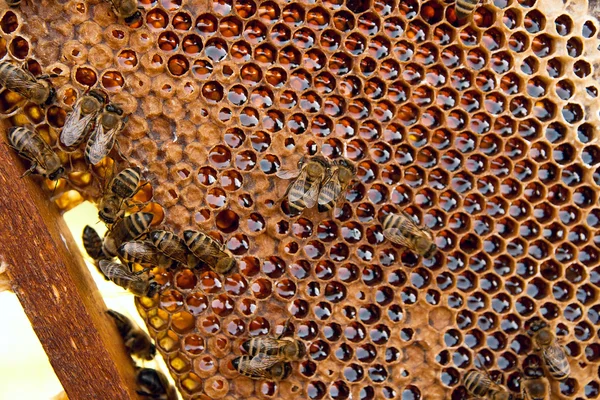 Veduta delle api lavoratrici sul favo con miele dolce . — Foto Stock