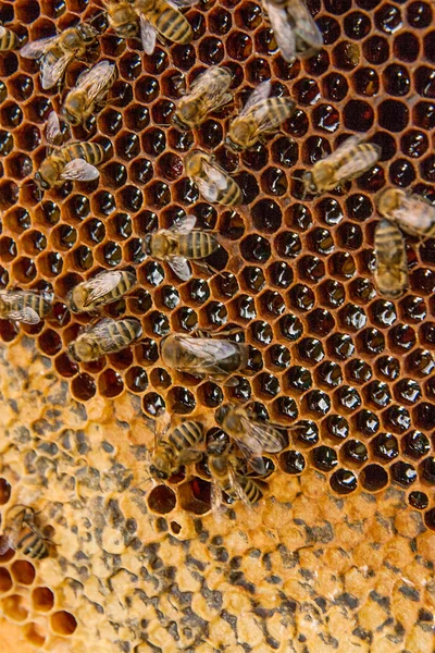 甘い蜂蜜とハニカムで、働き蜂のビュー. — ストック写真
