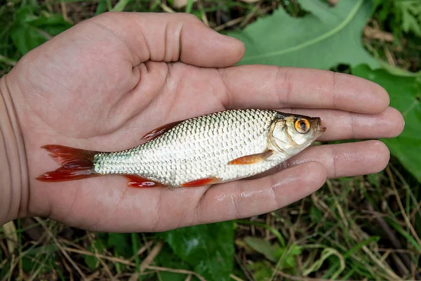 Einzelner Rotbarsch in der Hand. — Stockfoto