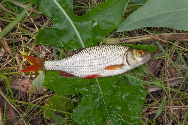 Varios peces rubios comunes en el fondo natural . — Foto de Stock