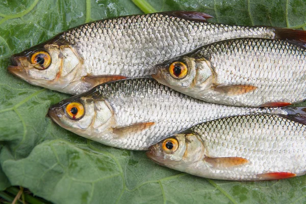 Several common rudd fish on natural background. — Stock Photo, Image