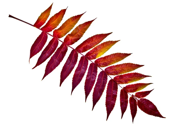 Podzimní červený list na bílém pozadí. S ořezovou cestou. — Stock fotografie