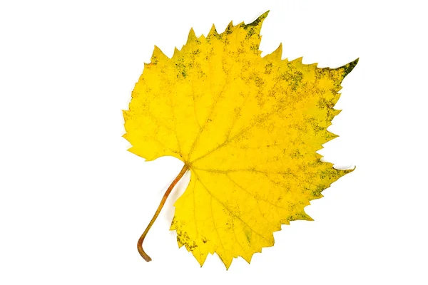 Feuille de raisin d'automne isolée sur fond blanc. Avec coupure p — Photo