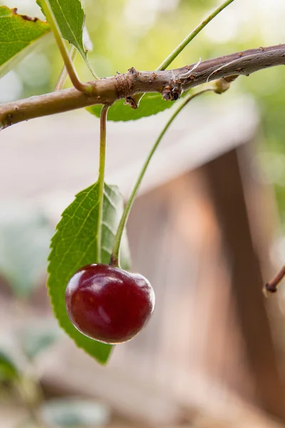 Ciliegia rossa su un ramo poco prima del raccolto all'inizio dell'estate — Foto Stock